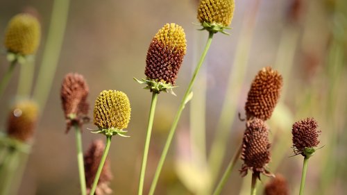 Coneflowers in Nahaufnahme